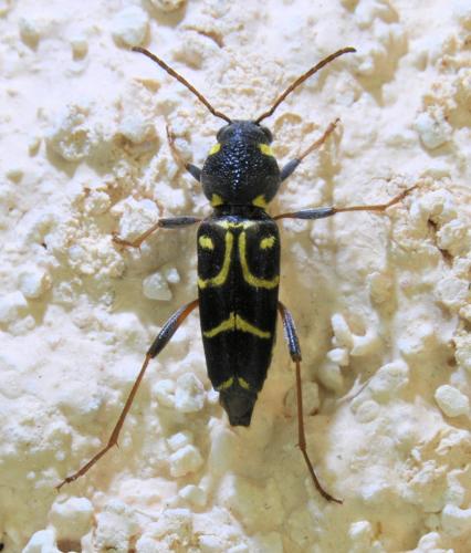 Réf. 333 420 : Xylotrechus antilope